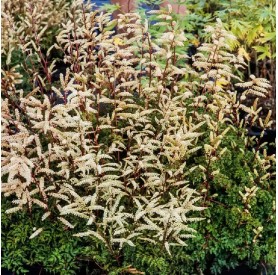 Aruncus 'Porzellan' - Erdei tündérfürt