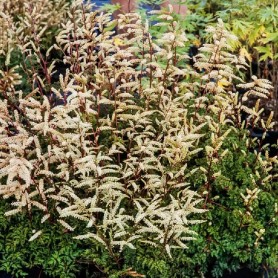 Aruncus 'Porzellan' - Erdei tündérfürt Aruncus 'Porzellan' - Erdei tündérfürt