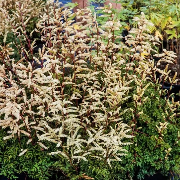 Aruncus 'Porzellan' - Erdei tündérfürt