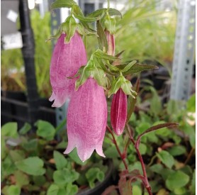 Campanula 'Vine'n Rubies' - Harangvirág