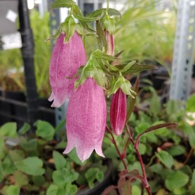 Campanula 'Vine'n Rubies' - Harangvirág Campanula 'Vine'n Rubies' - Harangvirág