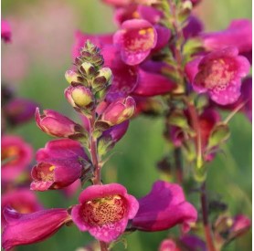 Digitalis 'Foxybee Dark Red' - Piros gyűszűvirág