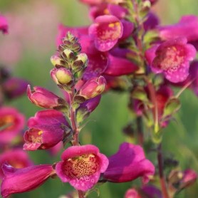 Digitalis 'Foxybee Dark Red' - Piros gyűszűvirág Digitalis 'Foxybee Dark Red' - Piros gyűszűvirág