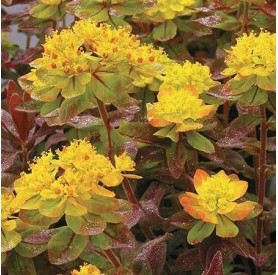 Euphorbia 'Bonfire' - Kutyatej