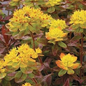 Euphorbia 'Bonfire' - Kutyatej Euphorbia 'Bonfire' - Kutyatej