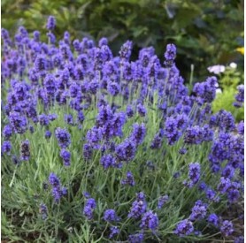 Lavandula 'Super Blue' - Levendula