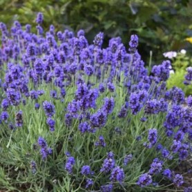 Lavandula 'Super Blue' - Levendula