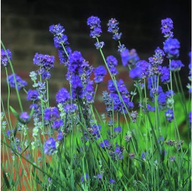 Lavandula 'Arabian Night' - Levendula