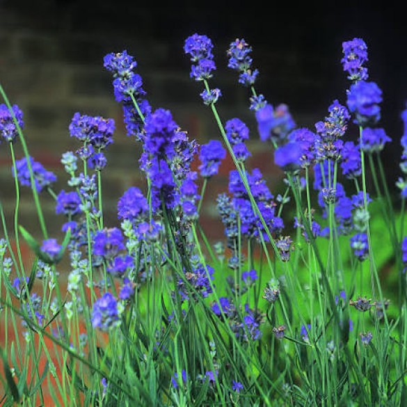 Lavandula 'Arabian Night' - Levendula Lavandula 'Arabian Night' - Levendula