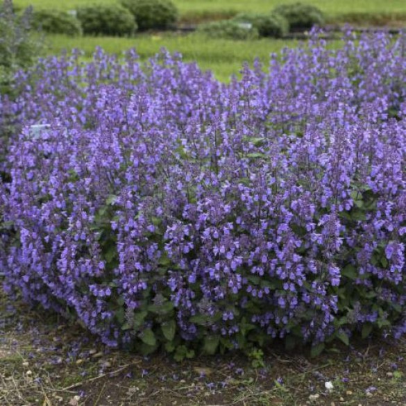 Nepeta 'Picture Purrfect' - Macskamenta