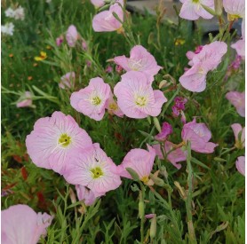 Oenothera 'Siskiyou' - Pompás ligetszépe