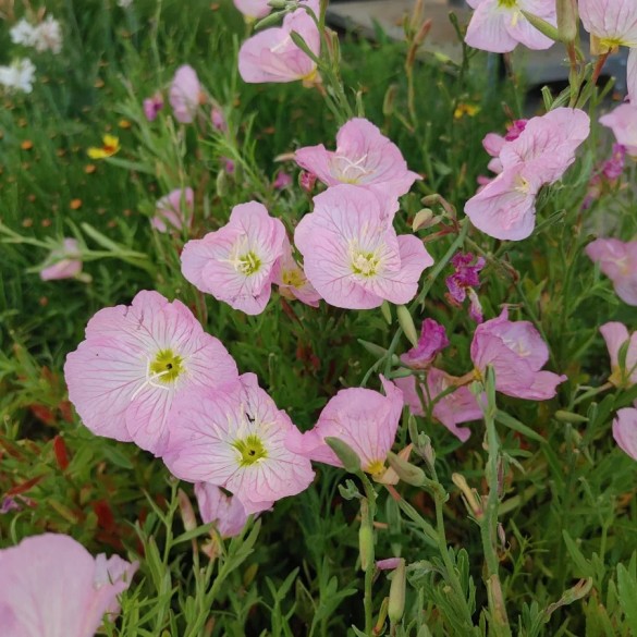 Oenothera 'Siskiyou' - Pompás ligetszépe