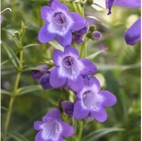Penstemon 'Mountain Treats Rose' - Bugatölcsér