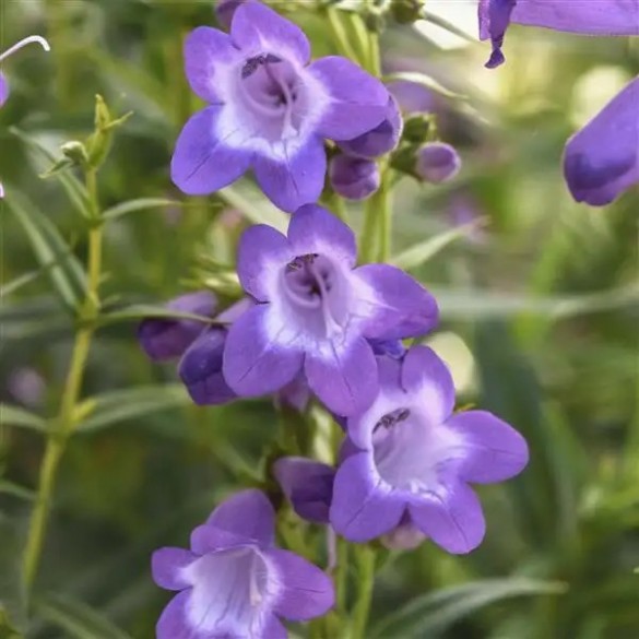 Penstemon 'Mountain Treats Rose' - Bugatölcsér Penstemon 'Mountain Treats Rose' - Bugatölcsér