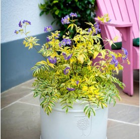 Polemonium 'Golden Feathers' - Csatavirág