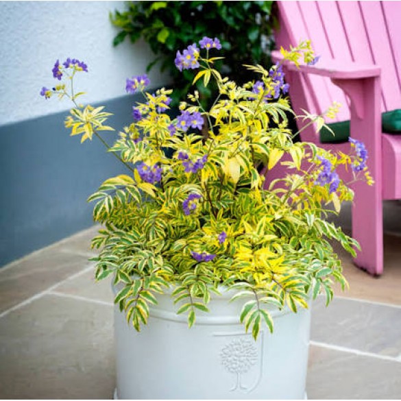 Polemonium 'Golden Feathers' - Csatavirág