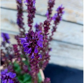 Salvia 'Marvel Dark Blue' - Ligeti zsálya