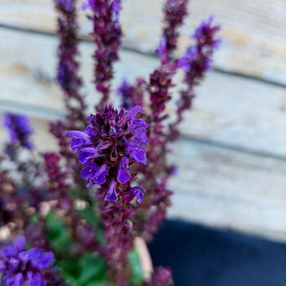 Salvia 'Marvel Dark Blue' - Ligeti zsálya