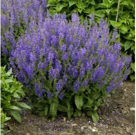 Salvia 'Rhapsody in Blue' - Mezei zsálya