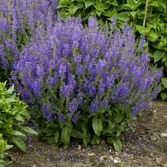 Salvia 'Rhapsody in Blue' - Mezei zsálya
