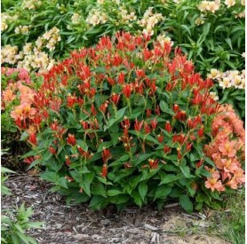 Spigelia 'Ragin Cajun' - Indiánszegfű