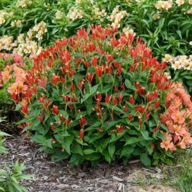 Spigelia 'Ragin Cajun' - Indiánszegfű Spigelia 'Ragin Cajun' - Indiánszegfű