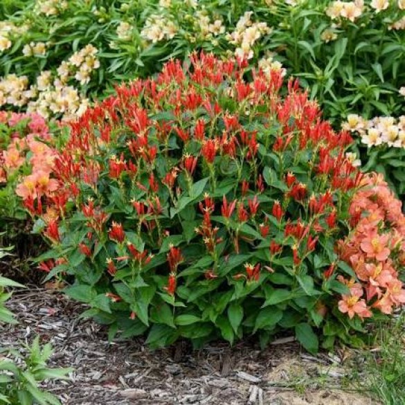 Spigelia 'Ragin Cajun' - Indiánszegfű