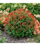 Spigelia 'Ragin Cajun' - Indiánszegfű