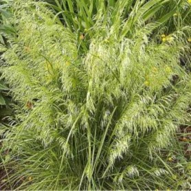 Deschampsia 'Bronzeschleier' - Gyepes sédbúza Deschampsia 'Bronzeschleier' - Gyepes sédbúza