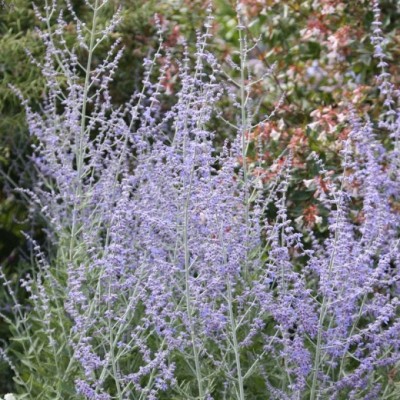 Salvia 'Blue Steel' - Sudárzsálya