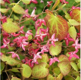 Epimedium rubrum - Piros püspöksüveg