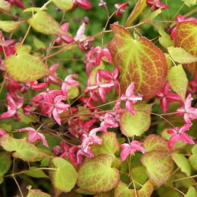 Epimedium rubrum - Piros püspöksüveg