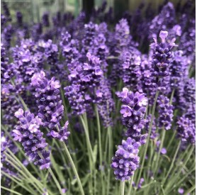 Lavandula - Levendula