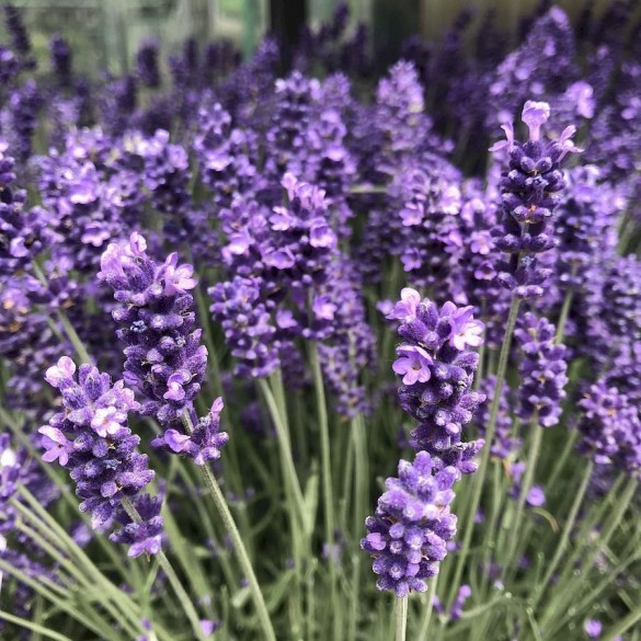 Lavandula - Levendula Lavandula - Levendula
