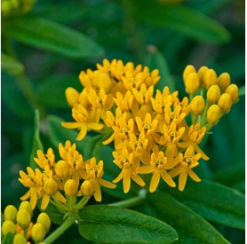 Asclepias 'Hello Yellow' - Selyemkóró