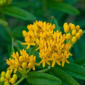 Asclepias 'Hello Yellow' - Selyemkóró