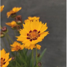 Coreopsis 'Andiamo Yellow Red' - Menyecskeszem