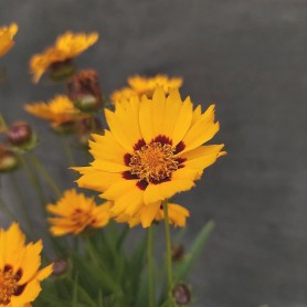 Coreopsis 'Andiamo Yellow Red' - Menyecskeszem Coreopsis 'Andiamo Yellow Red' - Menyecskeszem
