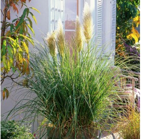 Cortaderia 'Evita' - Pampafű