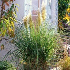 Cortaderia 'Evita' - Pampafű Cortaderia 'Evita' - Pampafű