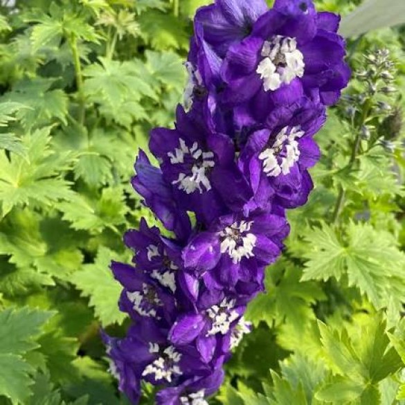 Delphinium 'Delphina Dark Blue' - Szarkaláb