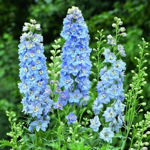 Delphinium 'Delphina Light Blue' - Szarkaláb