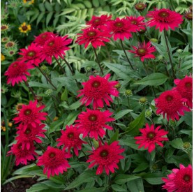 Echinacea 'Sunny Days Ruby' - Kasvirág