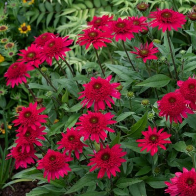 Echinacea 'Sunny Days Ruby' - Kasvirág