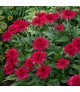 Echinacea 'Sunny Days Ruby' - Kasvirág