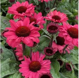 Echinacea 'SunSeekers Carmine' - Kasvirág