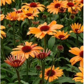 Echinacea 'SunSeekers Citrus' - Kasvirág