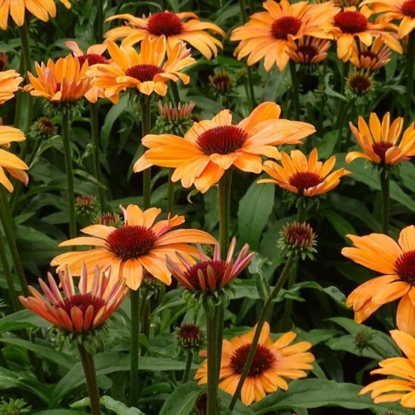 Echinacea 'SunSeekers Citrus' - Kasvirág