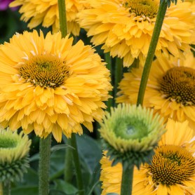 Echinacea 'SunSeekers Mango Sunrise' - Kasvirág