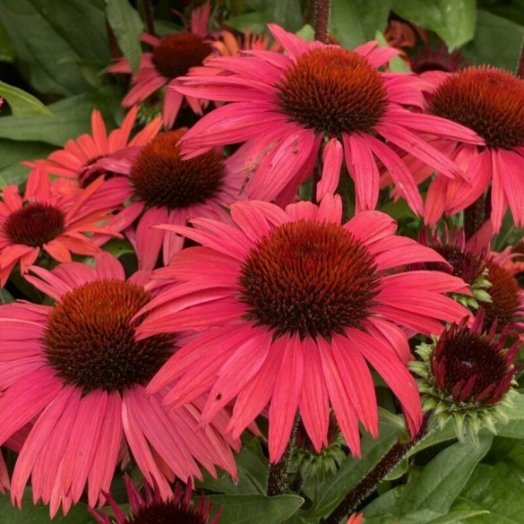Echinacea 'Sunseekers Pink Grap' - Kasvirág